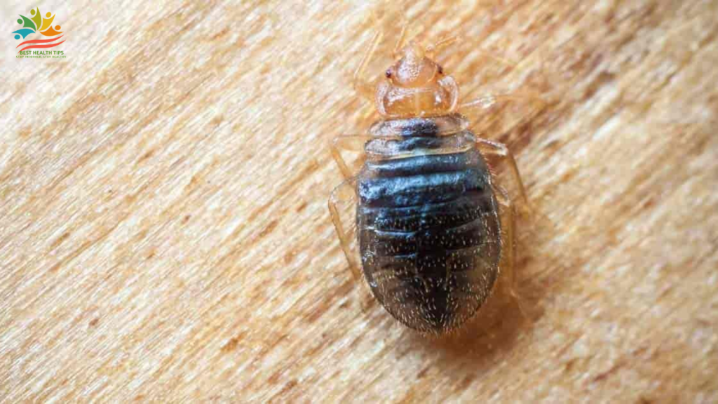 Is The Uvilizer Work For Bed Bugs In House