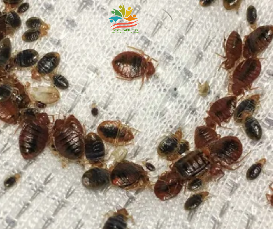 financing for bed bug treatment